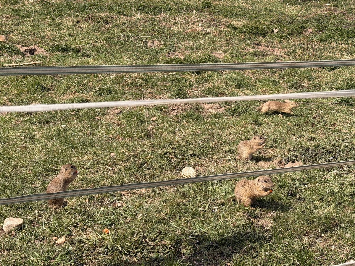 Sysľovisko