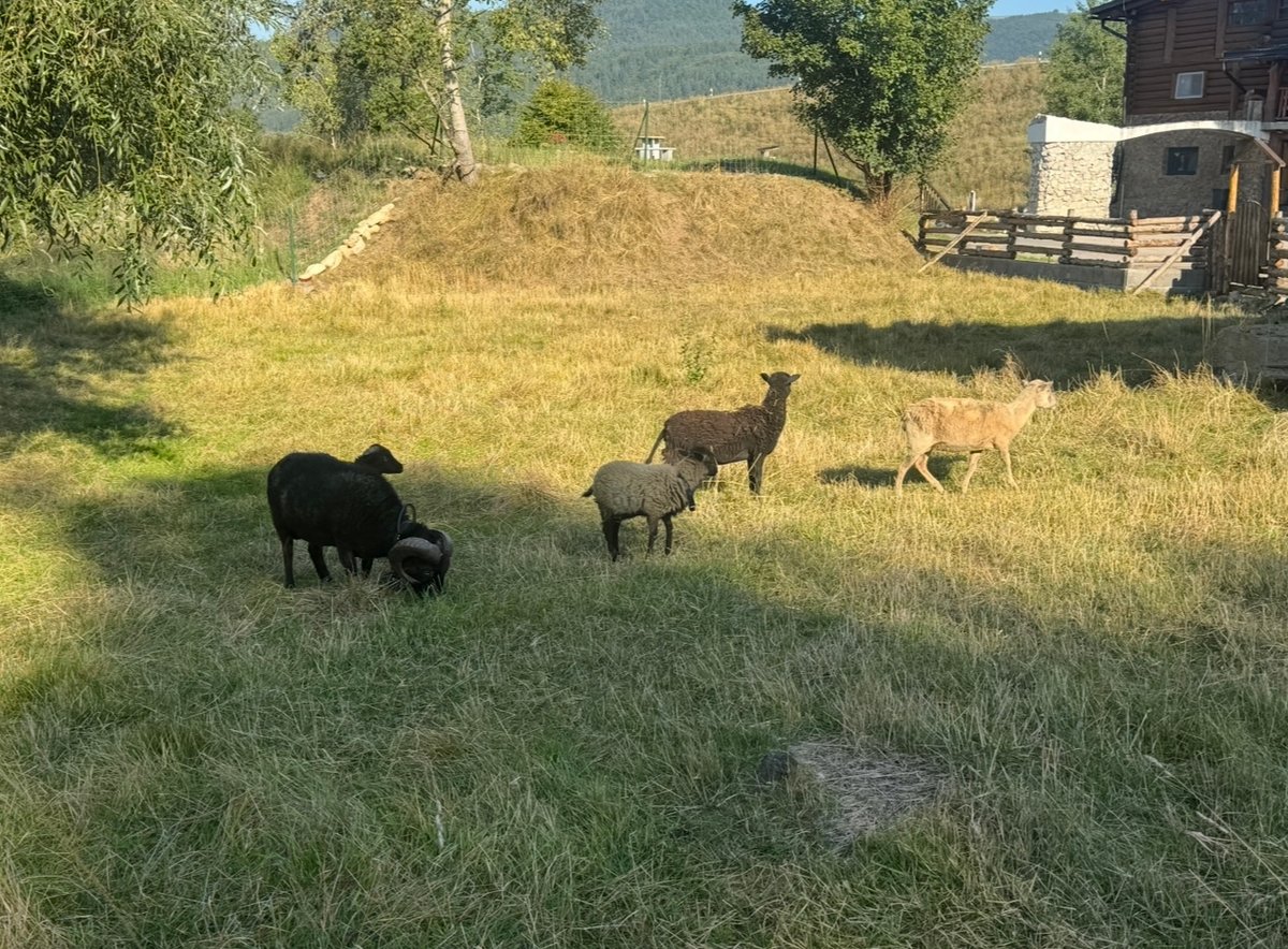 Mini ZOO Koliba u starej Marere